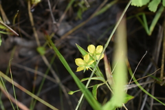 Lysimachia quadriflora