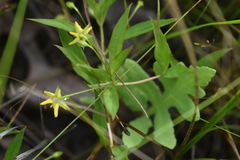 Lysimachia quadriflora