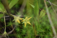 Lysimachia quadriflora