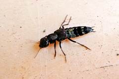 Ontholestes orientalis