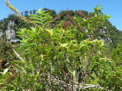 Veronica phormiiphila