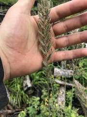 Leymus innovatus
