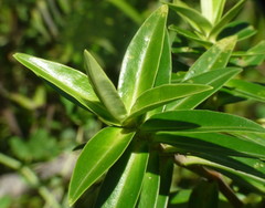 Veronica phormiiphila