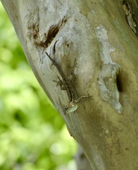 Anolis homolechis