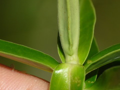 Veronica phormiiphila