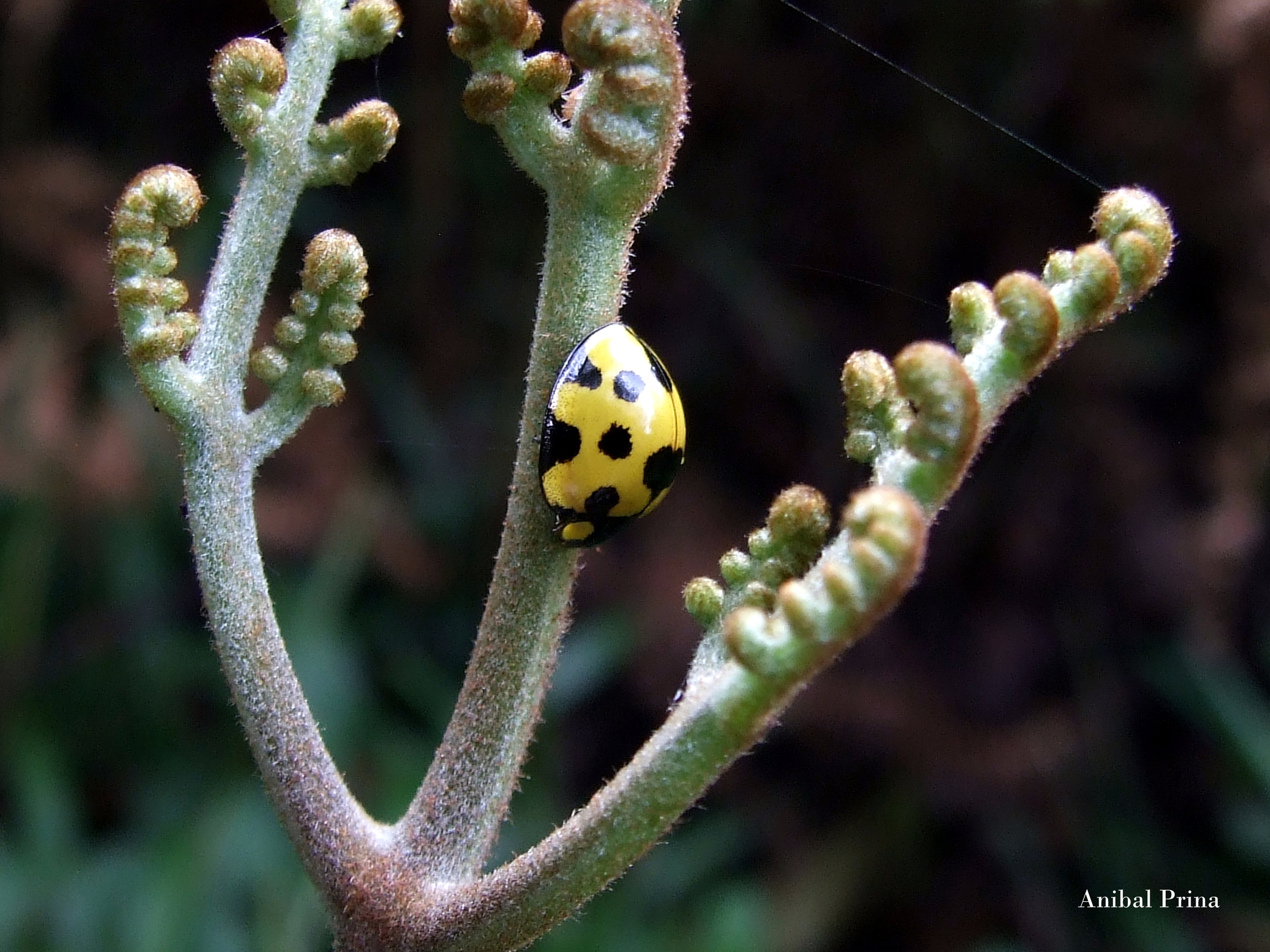 Anomologinae image