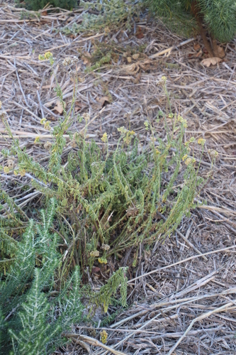Image of Nidorella foetida by (c) Tony Rebelo, some rights reserved (CC BY-SA)