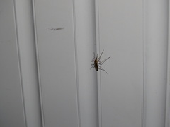 Ochlerotatus