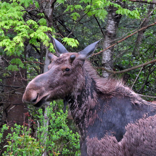 Moose, Eden, VT, USA, photo 9 of 10