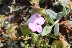 Pedicularis sylvatica
