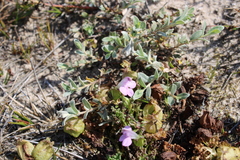 Pedicularis sylvatica