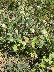 Trifolium eriocephalum