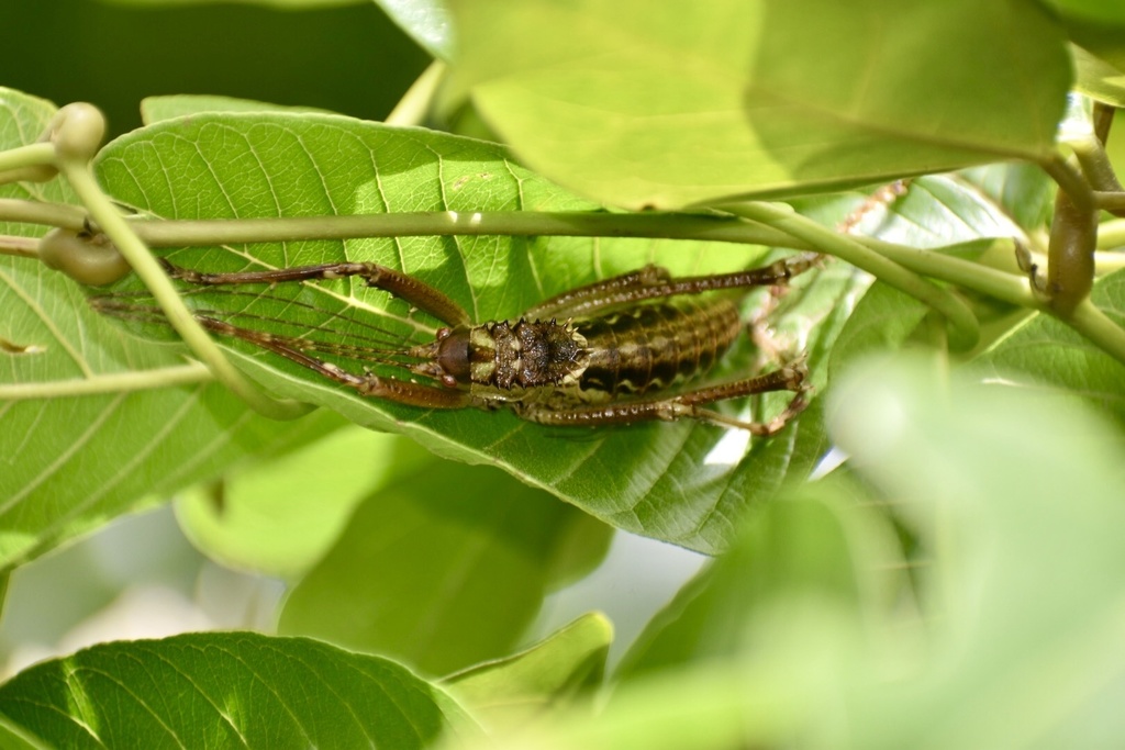Polyancistroides