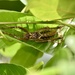 Polyancistroides - Photo (c) Alexis Felipe, algunos derechos reservados (CC BY-NC), subido por Alexis Felipe