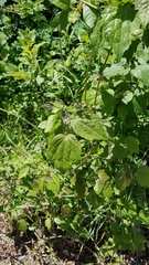 Clematis occidentalis