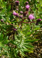 Cirsium arvense