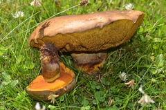 Neoboletus xanthopus
