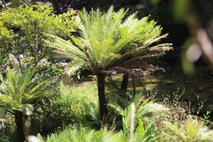 Blechnum gibbum