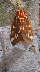 Citheronia azteca