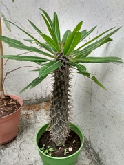 Pachypodium lamerei