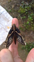 Xylophanes ceratomioides