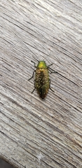 Buprestis confluenta