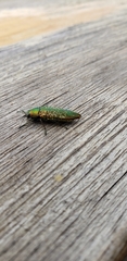Buprestis confluenta