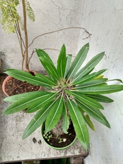 Pachypodium lamerei
