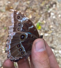 Morpho helenor guerrerensis