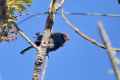 Melopyrrha violacea