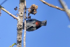 Melopyrrha violacea