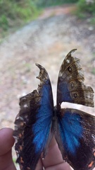 Morpho helenor guerrerensis