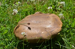 Neoboletus xanthopus