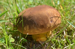 Neoboletus xanthopus
