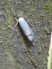 Leucoptera laburnella