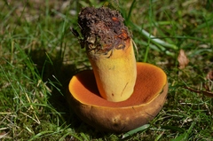 Neoboletus xanthopus