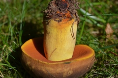 Neoboletus xanthopus