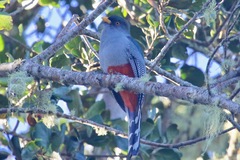 Priotelus roseigaster