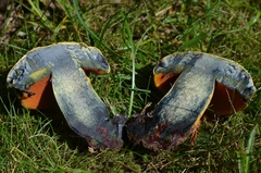 Neoboletus xanthopus