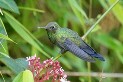 Riccordia swainsonii