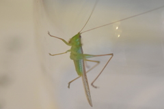 Conocephalus iris