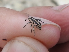 Eudiagogus rosenschoeldi