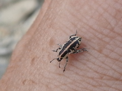 Eudiagogus rosenschoeldi