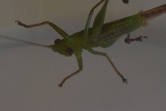 Conocephalus iris