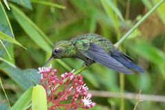 Riccordia swainsonii