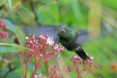 Riccordia swainsonii