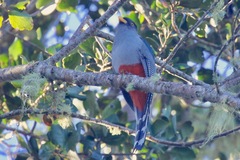 Priotelus roseigaster