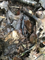 Plethodon shermani
