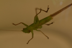 Conocephalus iris