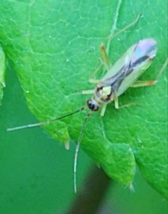 Campyloneura virgula